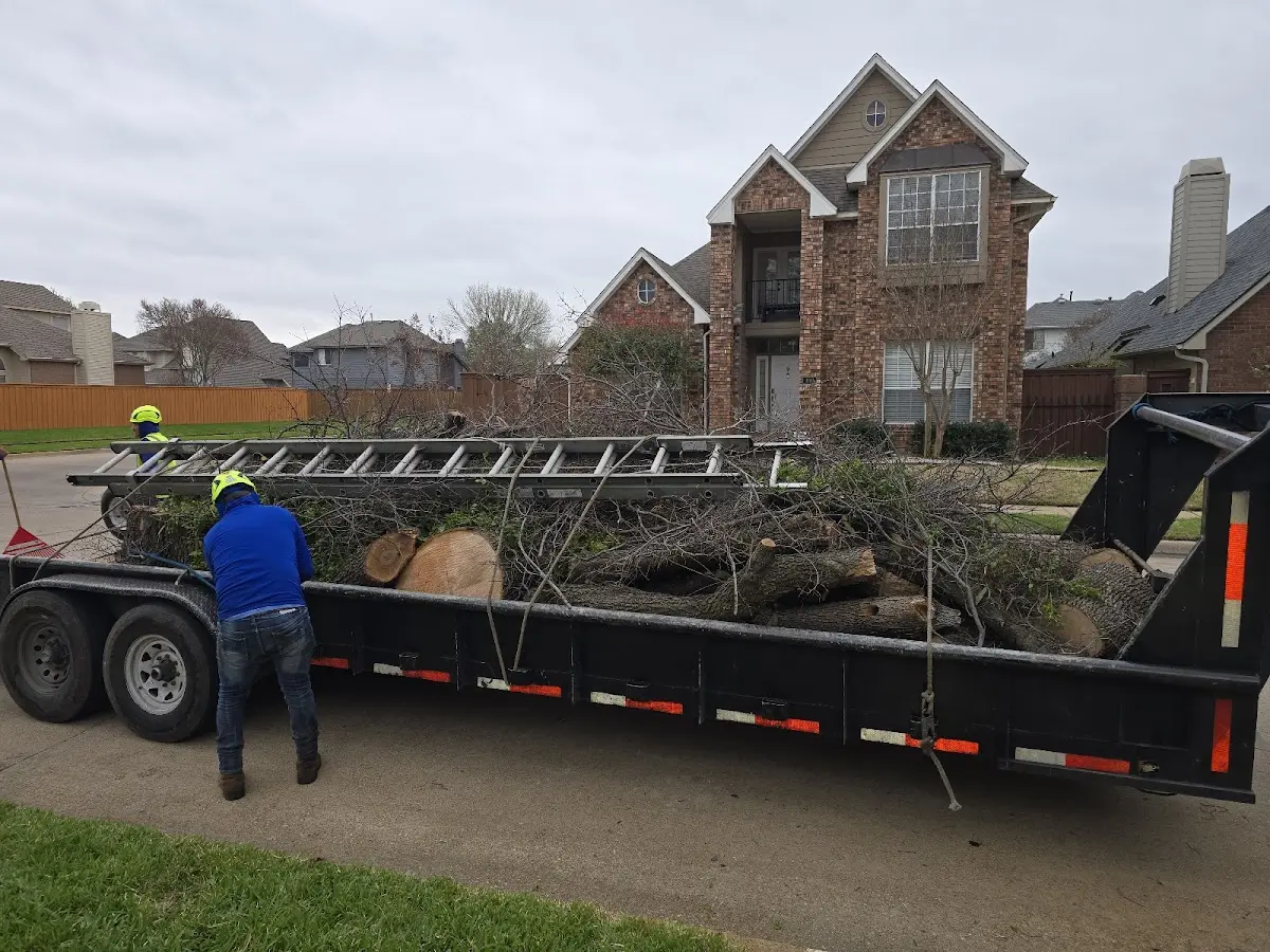 Expert Tree Removal with proper safety equipment in Boulder